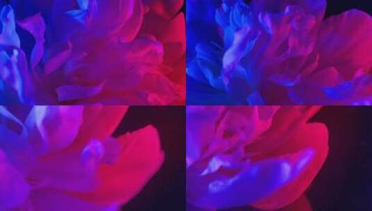 【镜头合集】梦幻红蓝光鲜花芍药洋牡丹高清在线视频素材下载