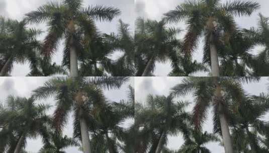 茂盛的椰子树高清在线视频素材下载