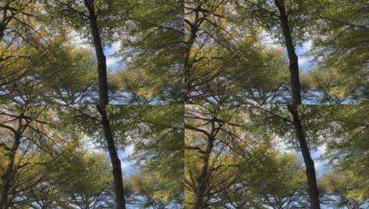 蓝天下的树林高清在线视频素材下载