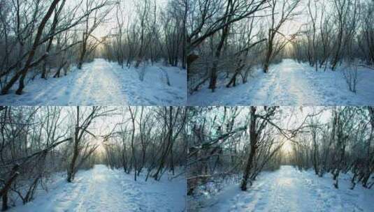 在冬季森林的积雪中游览高清在线视频素材下载