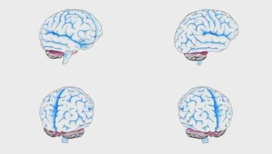 医学 大脑 脑科学 三维 脑ct1 模型高清在线视频素材下载