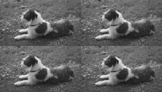 黑白色斑点狗做在地上高清在线视频素材下载