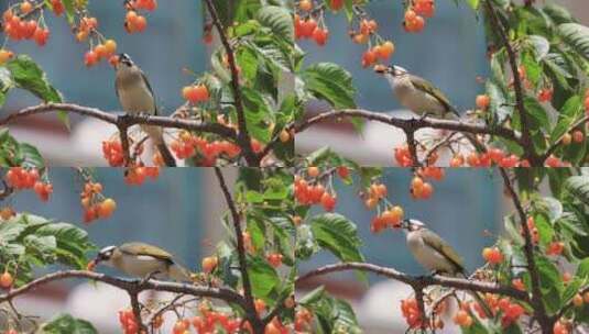 实拍4k鸟儿在樱桃树上吃樱桃高清在线视频素材下载