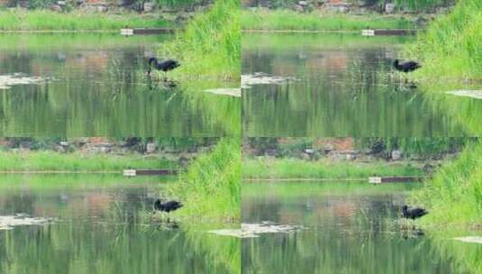 北京圆明园遗址公园内的黑天鹅高清在线视频素材下载