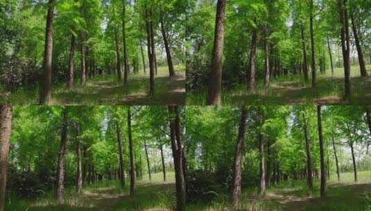 夏日树林空镜高清在线视频素材下载