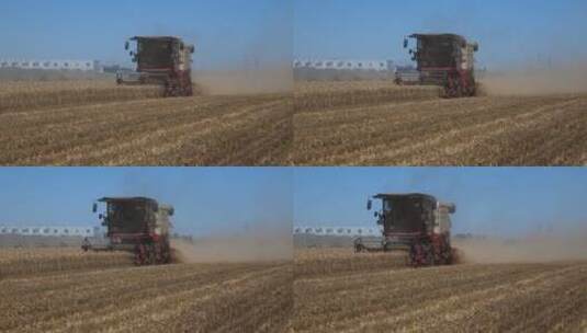 小麦收割正忙高清在线视频素材下载