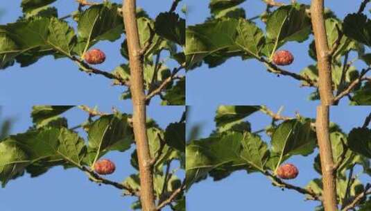 桑树未成熟的红色浆果映衬着蓝色无云的天空高清在线视频素材下载