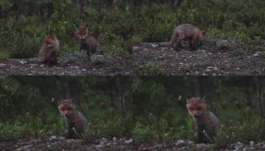 野生小狐狸草丛中觅食高清在线视频素材下载