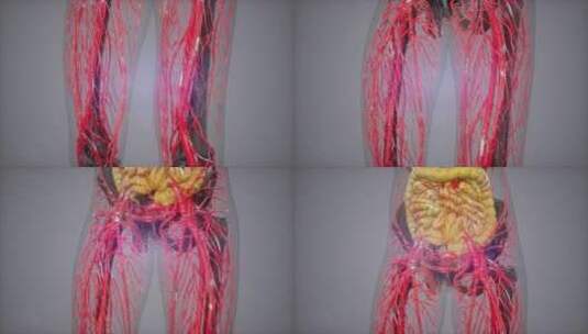数字人体血管高清在线视频素材下载