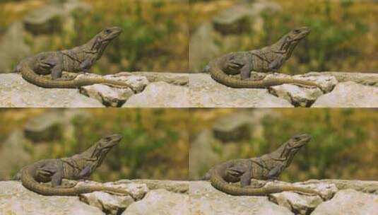蜥蜴变色龙宠物动物高清在线视频素材下载