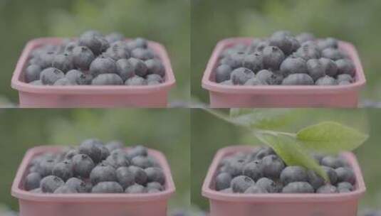 蓝莓采摘园里的蓝莓打包装盒LOG高清在线视频素材下载
