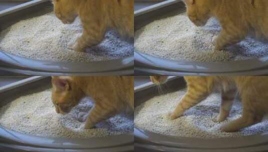 猫使用猫砂盆高清在线视频素材下载