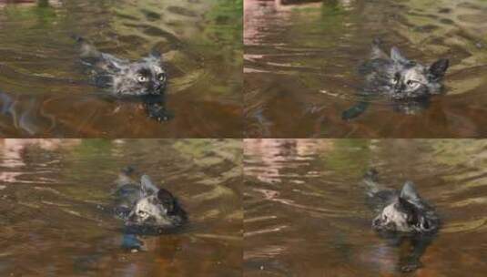 黑色野猫在河里游泳高清在线视频素材下载