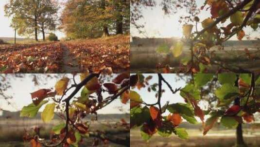 秋季森林黄叶落叶黄昏唯美高清在线视频素材下载