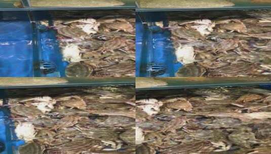 中秋节新鲜肥美的海螃蟹高清在线视频素材下载