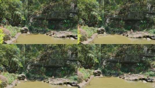 桂林七星公园野生的猴子跳水戏水高清在线视频素材下载