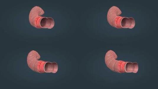 肠道结肠浆膜肠粘膜纵形平滑肌环形平滑肌高清在线视频素材下载