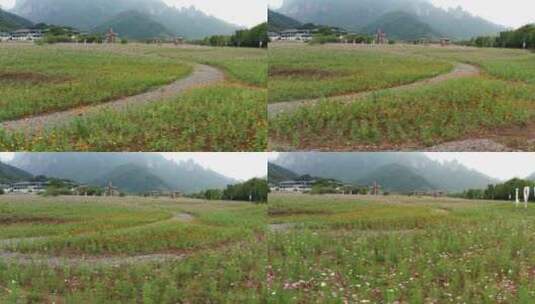 航拍 浙江神仙居旅游度假区紫色花海风光高清在线视频素材下载