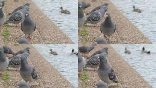 河岸的鸽子特写镜头高清在线视频素材下载