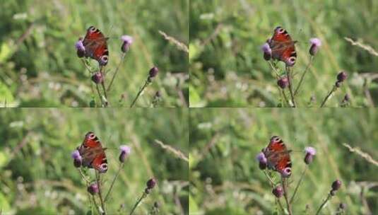 花朵上的蝴蝶 (2)高清在线视频素材下载