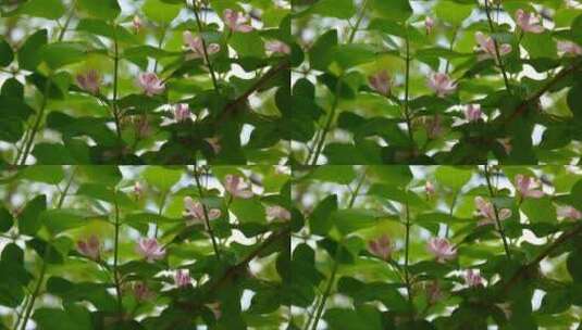 枝头上粉色的花朵高清在线视频素材下载