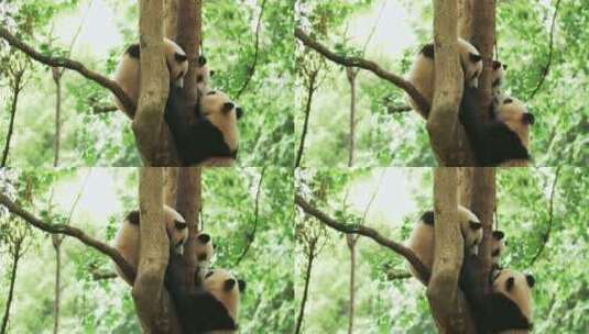三只可爱国宝大熊猫在树上玩耍高清在线视频素材下载