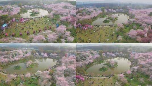 【航拍】东湖樱花园11（2021.04.05）高清在线视频素材下载