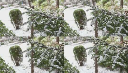 冬天初雪雪景，雪花落满了植物枝头高清在线视频素材下载