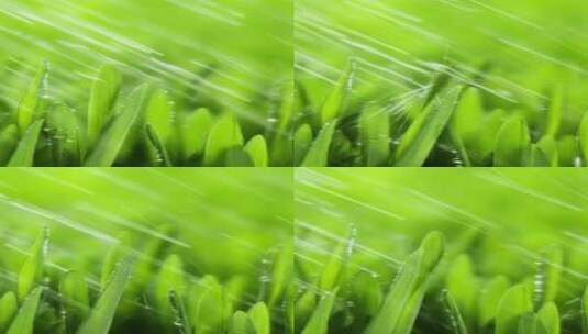 绿色小麦新绿水珠露珠高清在线视频素材下载