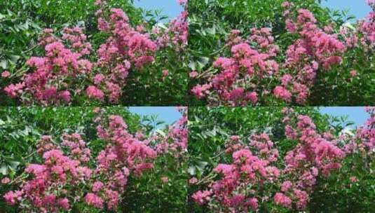 美丽粉色的植物花朵紫薇花痒痒树高清在线视频素材下载