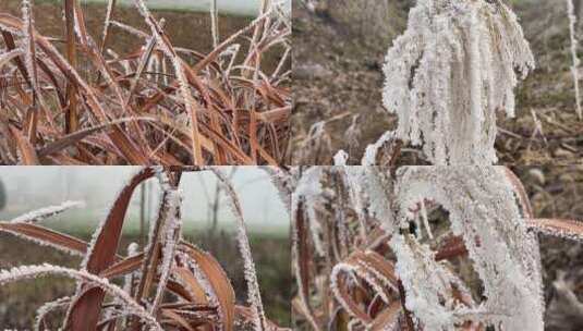 植物上的霜视频合集高清在线视频素材下载