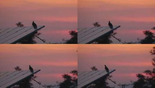 4K夏天傍晚的小鸟高清在线视频素材下载