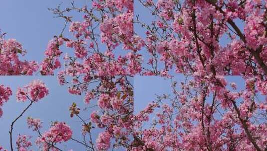 春天盛开的海棠花合集高清在线视频素材下载