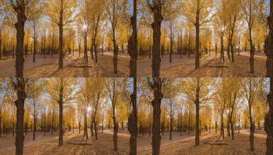 秋天白杨树树林延时拍摄高清在线视频素材下载