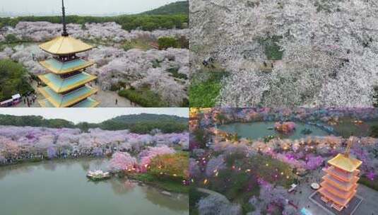 武汉东湖樱园樱花绽放灯光秀美丽绝伦高清在线视频素材下载