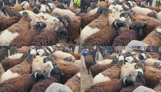 新疆喀什牛羊大巴扎交易的羊高清在线视频素材下载
