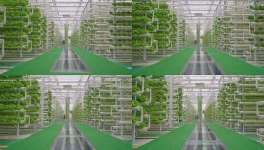 现代化温室大棚-科技农业高清在线视频素材下载
