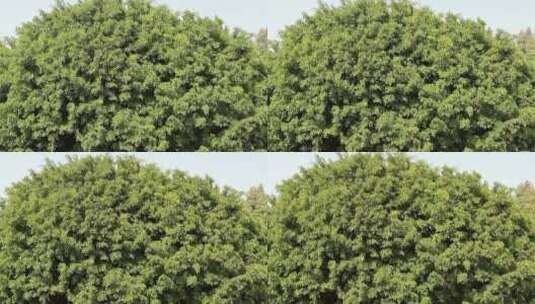 茂盛的高大榕树春风中摇曳高清在线视频素材下载