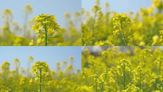 油菜花中景近景特写高清在线视频素材下载