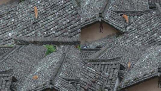 猫屋顶瓦古村民居高清在线视频素材下载