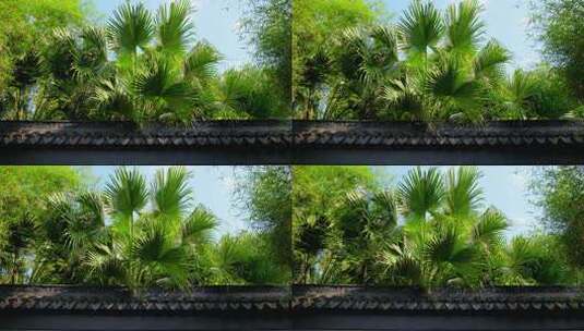 中式园林庭院围墙树木高清在线视频素材下载