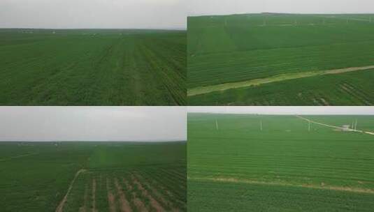 航拍新农村农场大麦田一望无际绿色小麦2高清在线视频素材下载