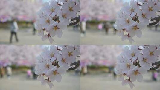 春天盛开的樱花树和观赏樱花的游客高清在线视频素材下载