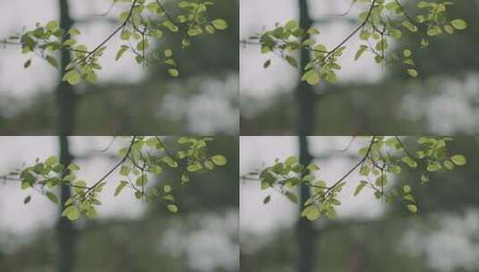 春天逆光的树林 树叶高清在线视频素材下载