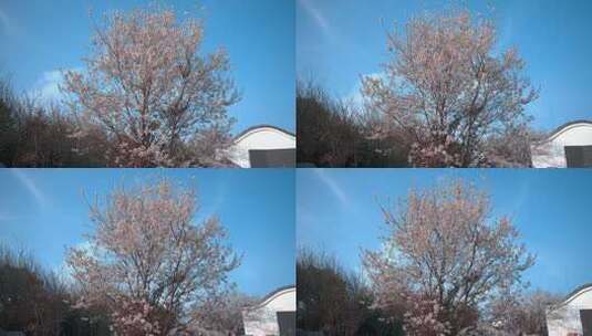 重庆云龟山樱花实拍高清在线视频素材下载