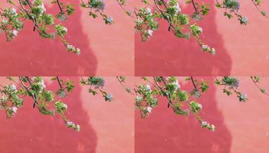 50p春天故宫紫禁城红墙海棠花开高清在线视频素材下载