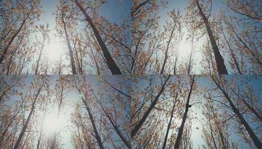阳光穿过树叶树林-造林植树高清在线视频素材下载