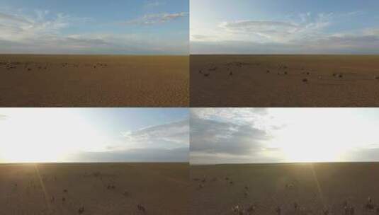 Y1 内蒙古乌兰察布四子王旗骆驼群航拍4高清在线视频素材下载