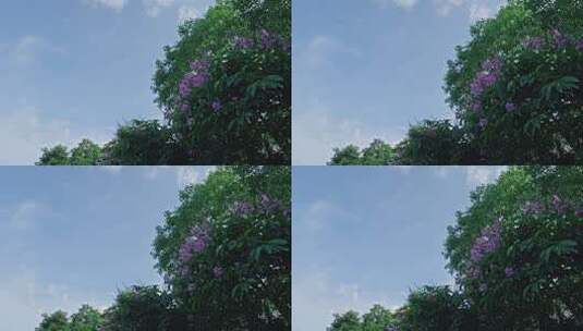 【正版素材】夏天的味道紫薇高清在线视频素材下载