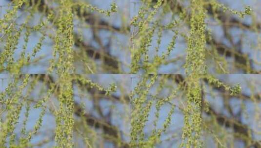 春天刚刚发芽的柳枝高清在线视频素材下载